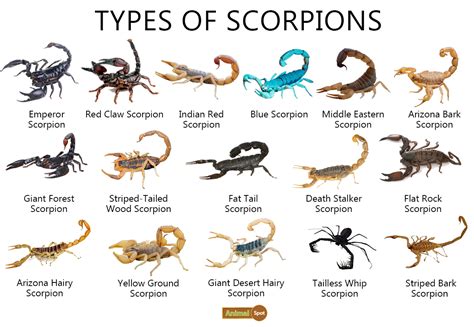 brown scorpion philippines|27 Types of Scorpions (Pictures and Identification) .